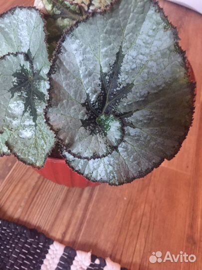 Бегония макулата и федор,чёрная мамба