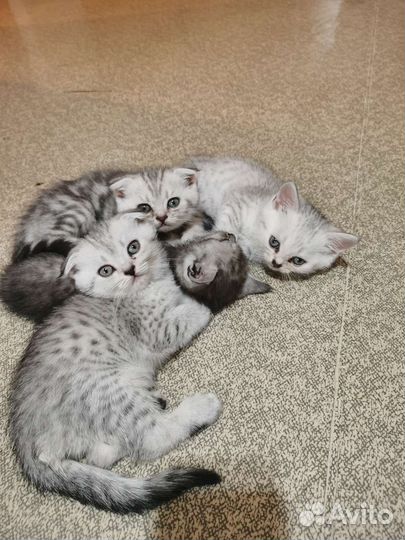 Шотландские вислоухие котята и прямоухие