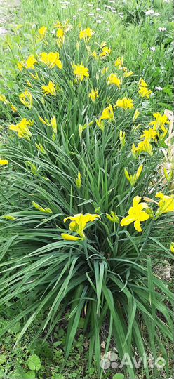 Садовые многолетники