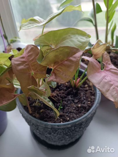 Сингониум пинк