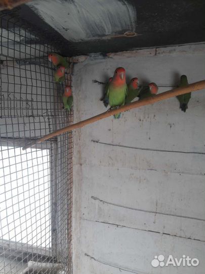 Попугаи карелла