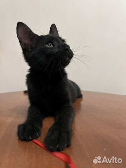 Котенок в добрые руки