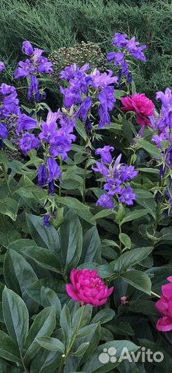 Многолетние садовые цветы