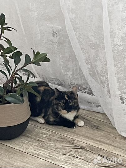 Отдам в добрые руки