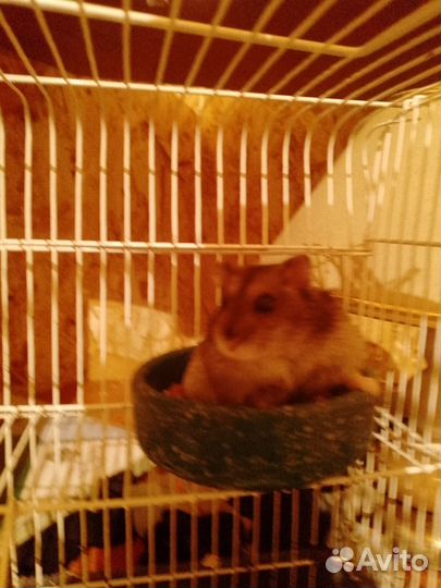 Продам сирийского хомяка