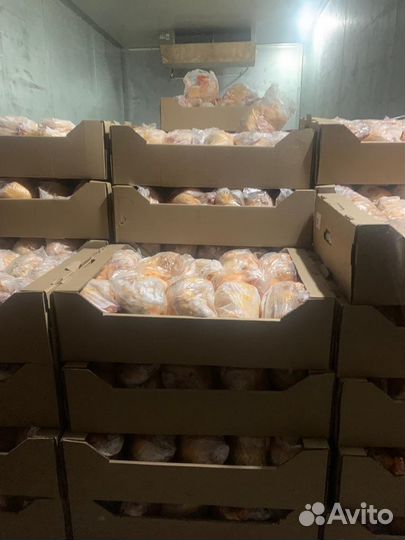 Куры домашние