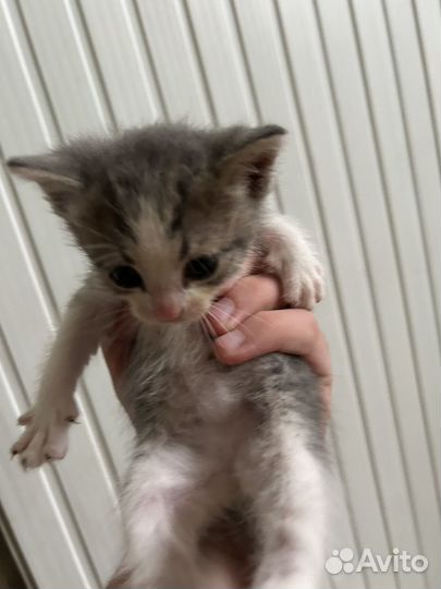 Котята в добрые руки, даром