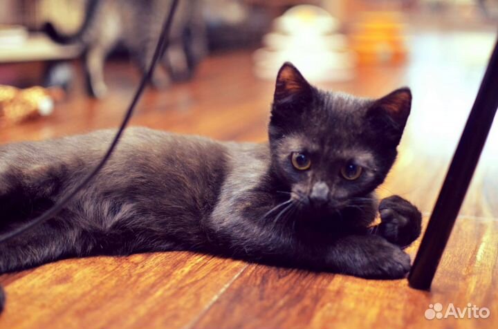 Котята в добрые руки бесплатно