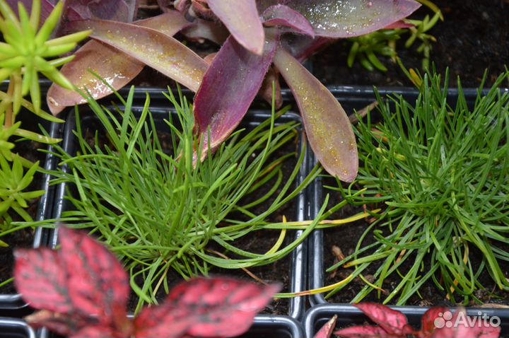 Армерия,Гипоэстес,Петуния,Седум,лобелияплектрантус