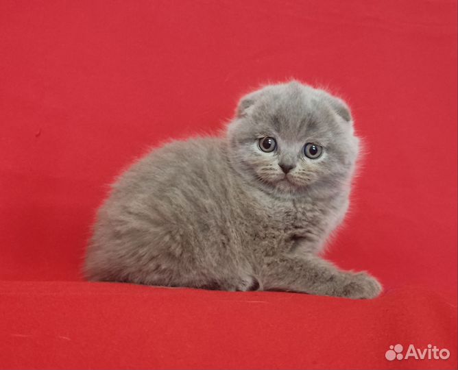 Шотландские лапусики