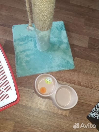 Когтеточка, лоток