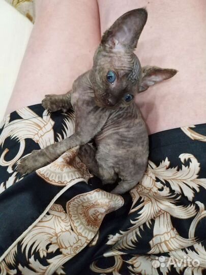 Канадский сфинкс девочка