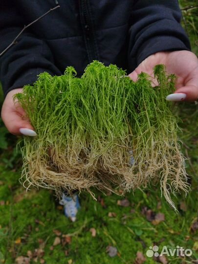 Мох сфагнум свежий сбор