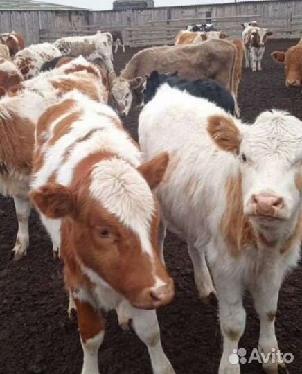 Бычки и телята