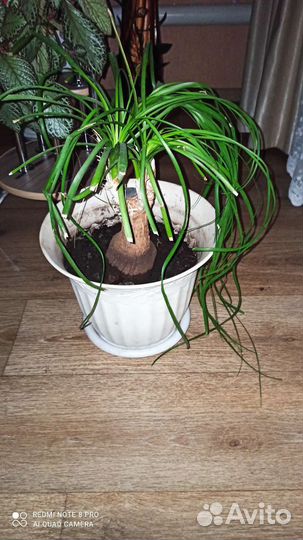 Бутылочное дерево нолина