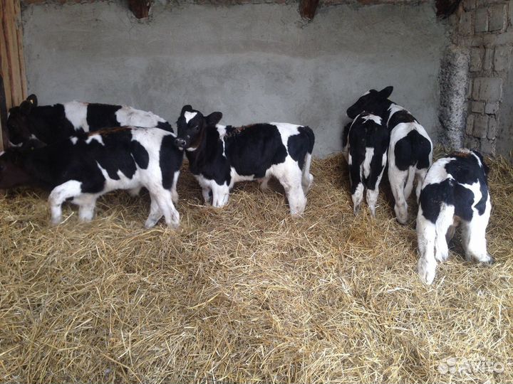Телятавозраст от1до 6 месяц,тёлки возраст до 2лет