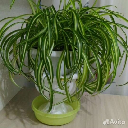 Хлорофитум Бони кудрявый,хохлатый