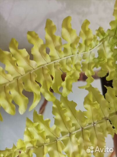 Нефролепис Дассада Неон