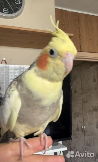 Попугаи кореллы с клеткой