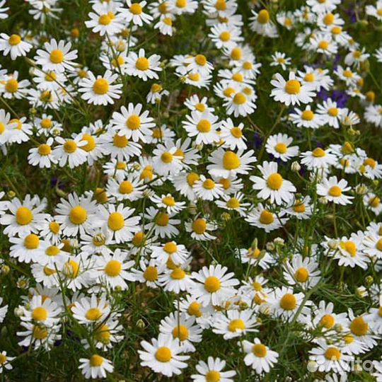 Ромашка аптечная