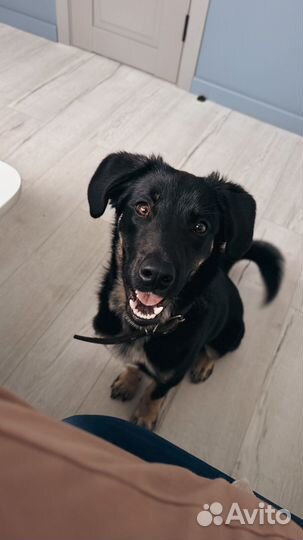 Щенок подросток ищет дом