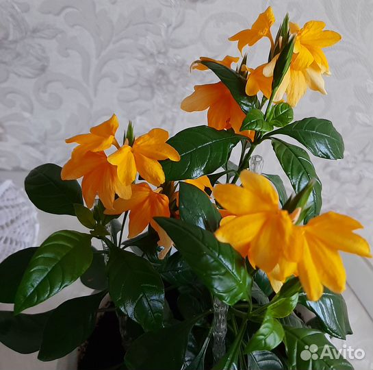 Кроссандра желтая