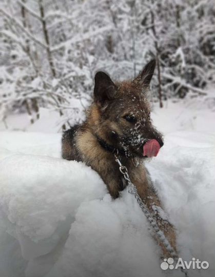 Терьеристый пес в дар