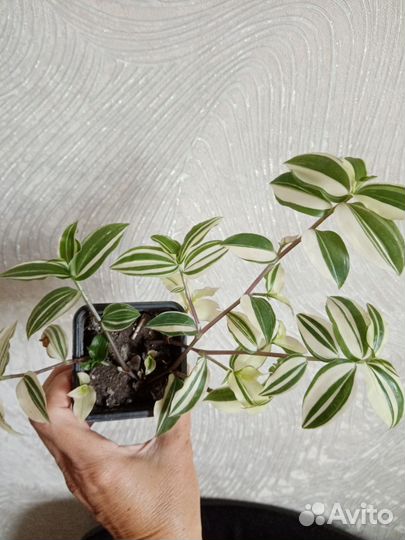 Комнатные цветочки