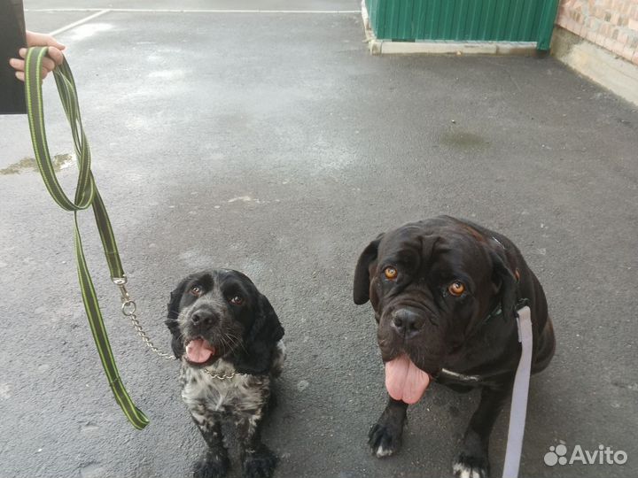 Собака в добрые руки