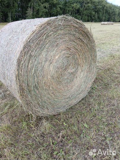 Сено в рулонах