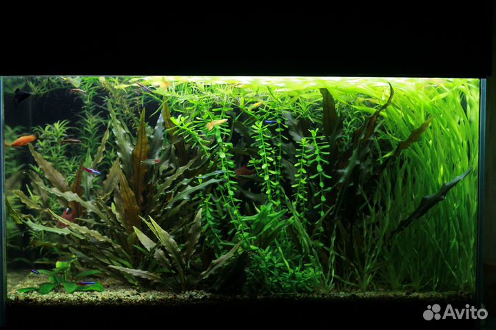 Аквариумное разнотравье