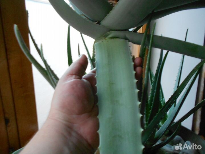 Настоящее Алоэ-Вера