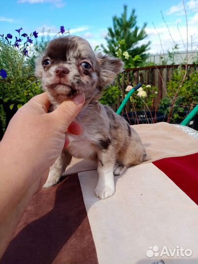 Мраморная девочка