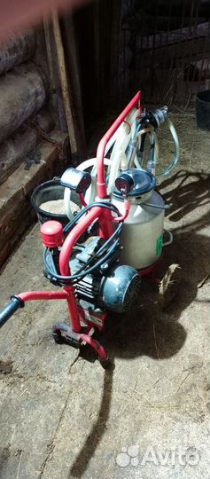 Корова стельная дойная