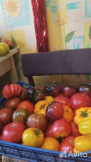 Помидоры свежие домашние