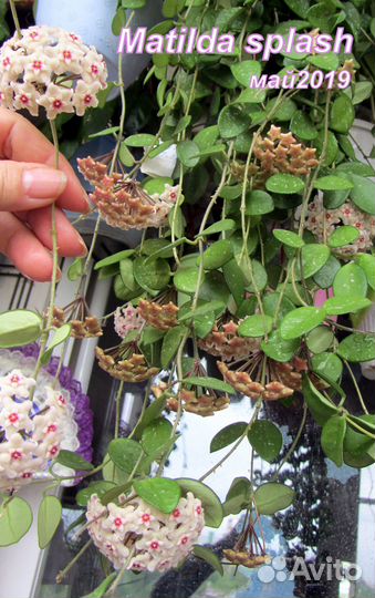 Комнатные растения цветы