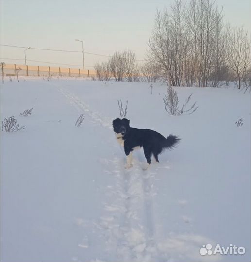 Собака в добрые руки