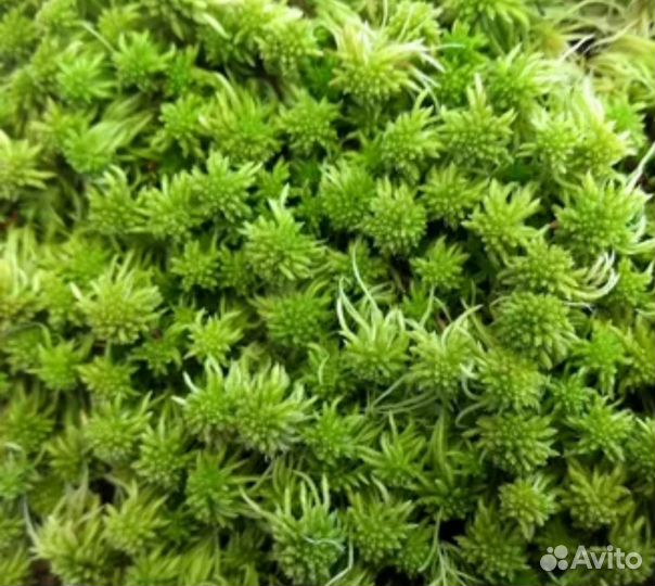 Мох живой мох сырой мох сфагнум