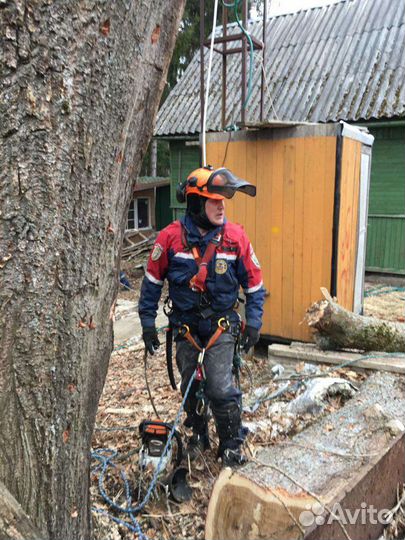 Спил деревьев