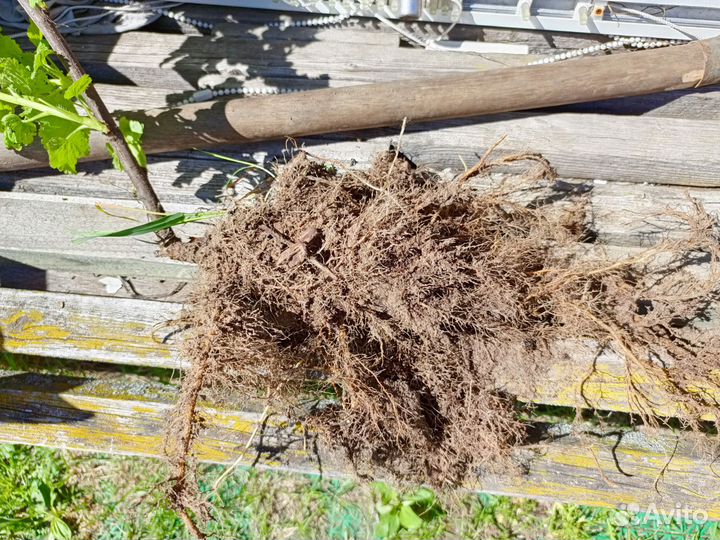 Саженцы смородины черной и красной