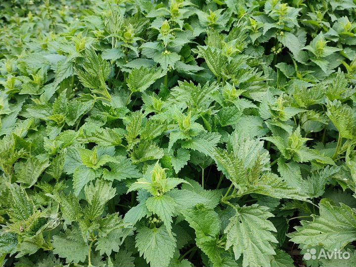 Сныть, крапива