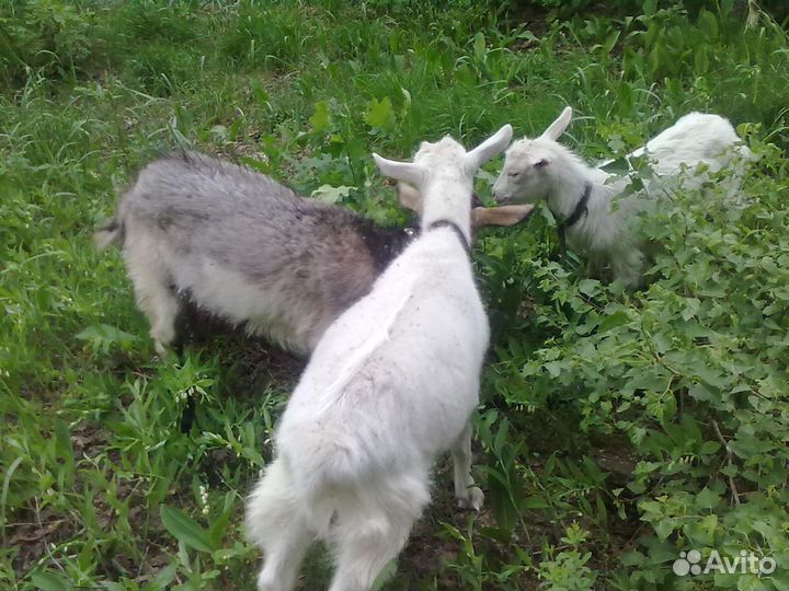 Навоз и перегной из экологически чистых мест