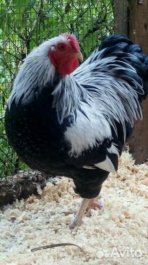 Виандот карлик цыплята и инк,яйцо