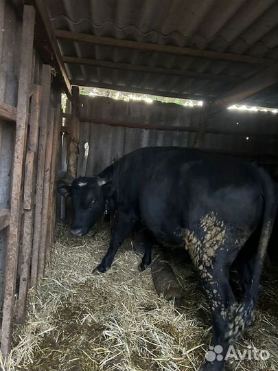 Быки и телки на мясо