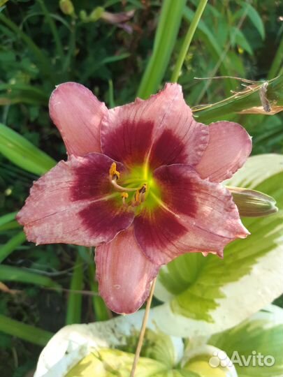 Сортовые лилейники