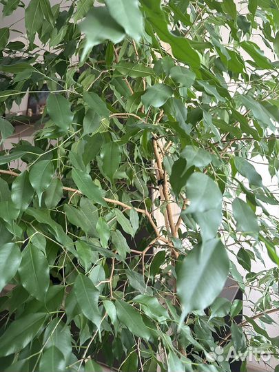 Фикус бенджамина