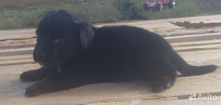 Щенки лабрадора