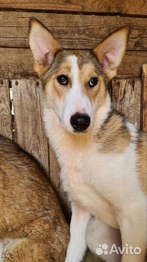 Очаровательные Руби и Шери в поиске своего счастья