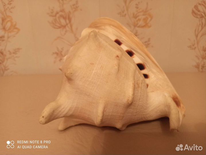 Большая морская ракушка