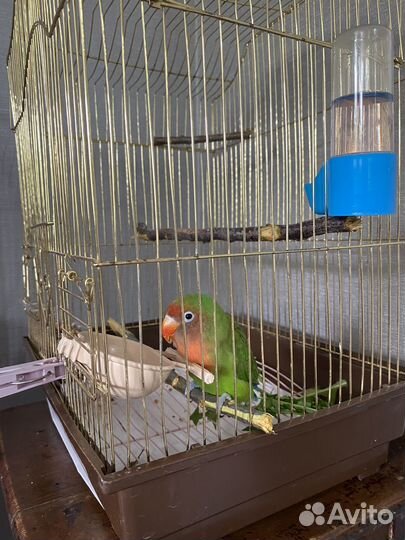 Неразлучник девочка